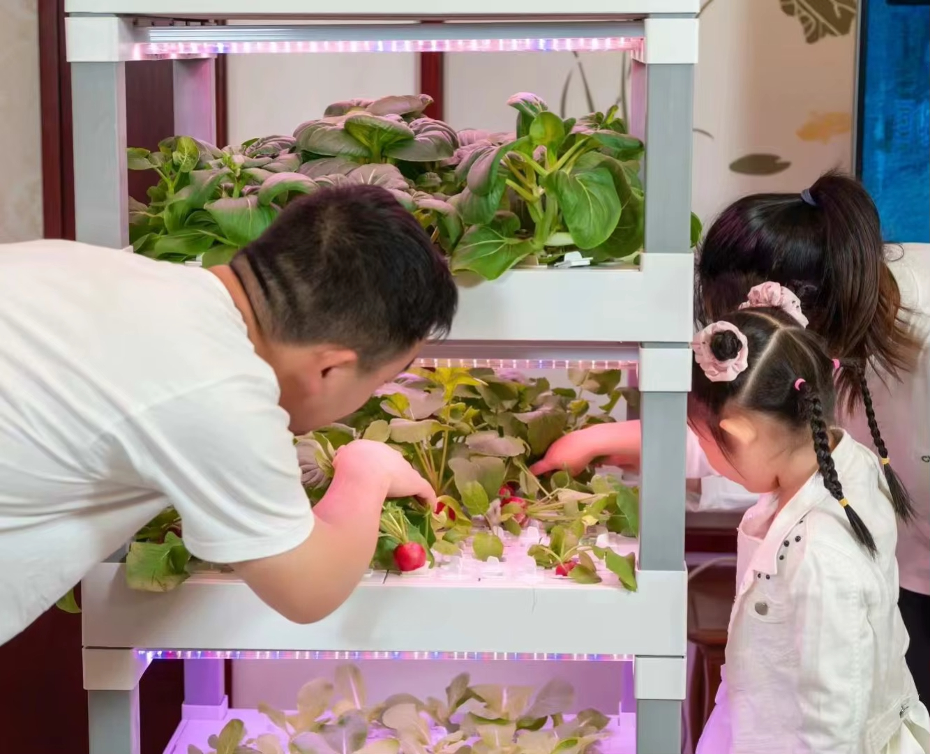 nt China Hydrokultur Grow Box  – Diy Home Automation System recenzja i cena