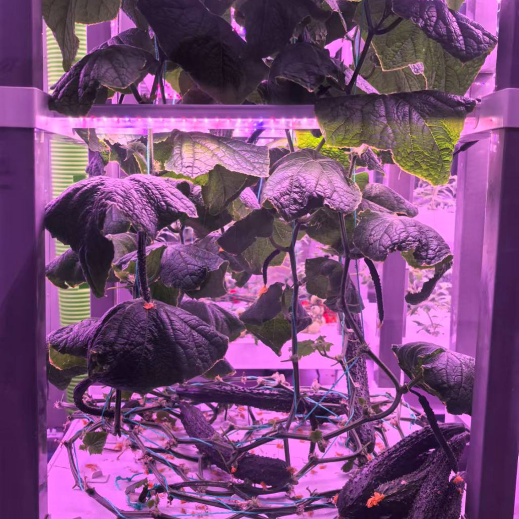 nt China Hydrokultur Grow Box  – Diy Home Automation System recenzja i cena